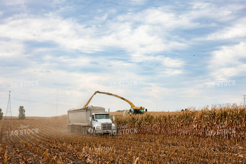 Silage Harvest 152308