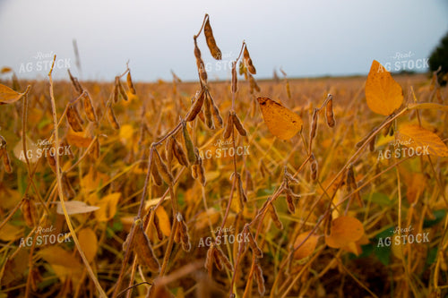 Semi-dried Soybean Close Up 25459