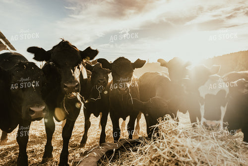 Angus Cattle Eating Hay Sunflare 66044