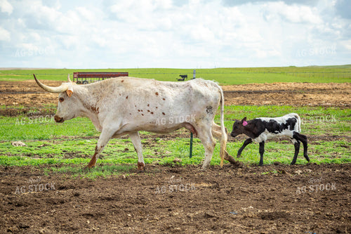 Longhorn Cow Calf Pair 155507