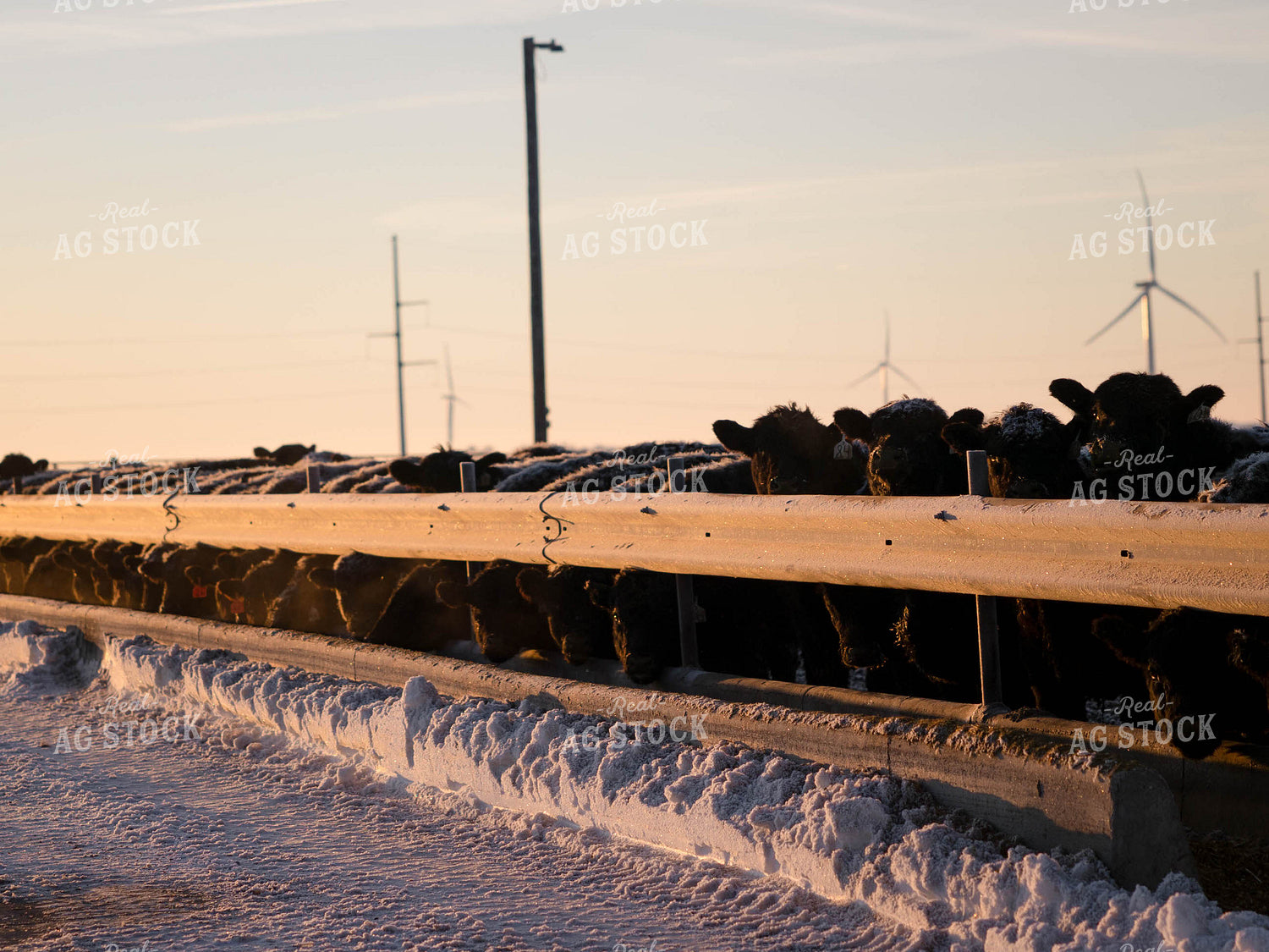 Cattle in Farmyard 70157