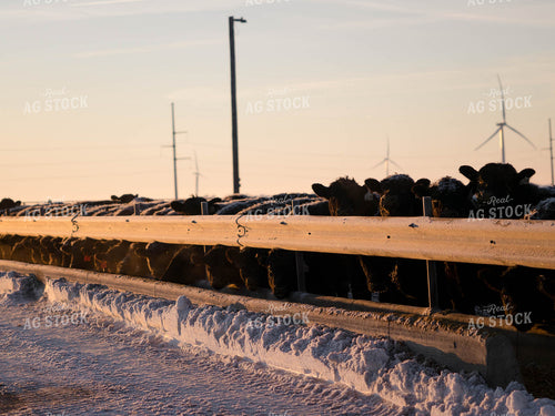 Cattle in Farmyard 70157
