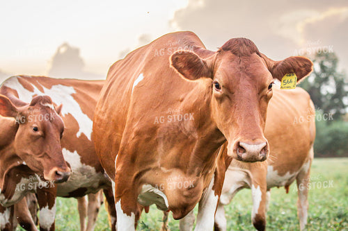 Guernsey Dairy Cows 270591