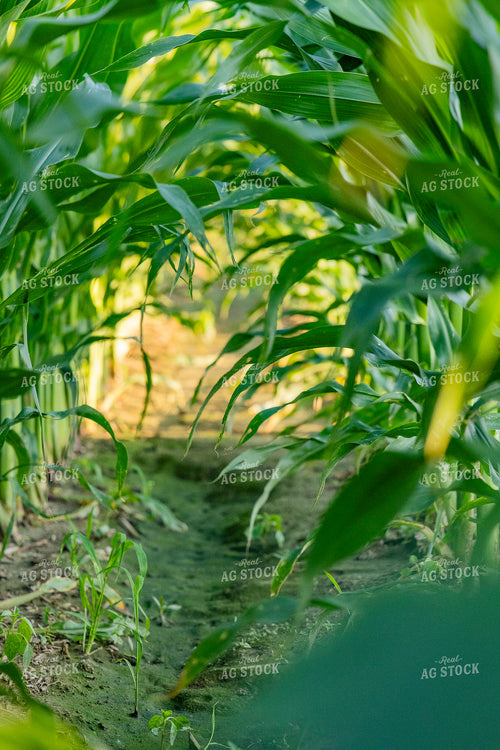 Mid-Season Corn Field 291102