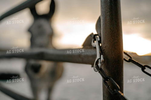 Donkey Behind Gate 58376