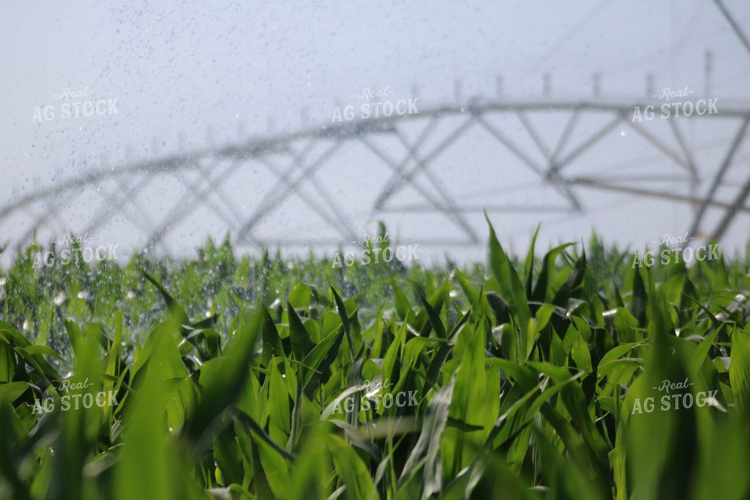 Corn and Irrigation System 82024