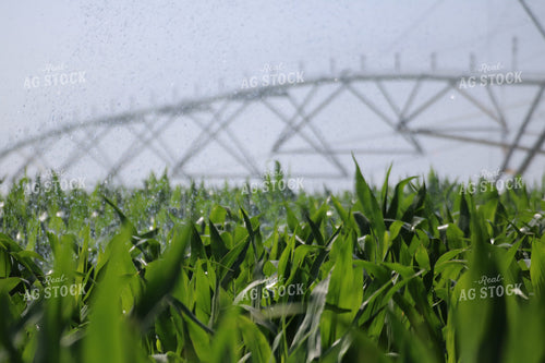 Corn and Irrigation System 82024
