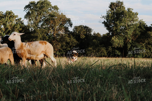 Farm Dog Herding Sheep 220001