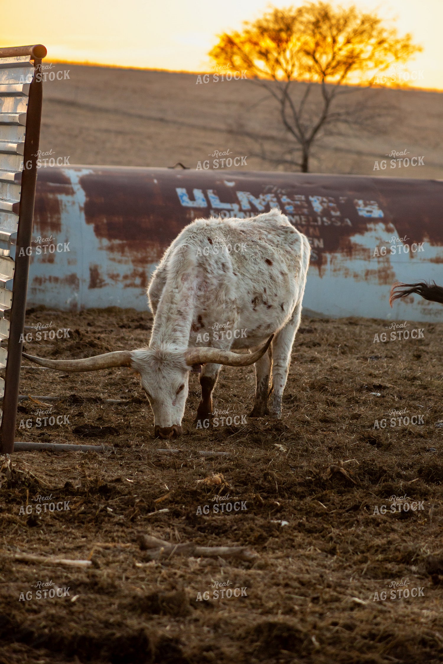 Longhorn Cattle 155373
