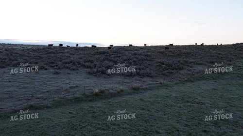 Aerial of Cattle Grazing 65700