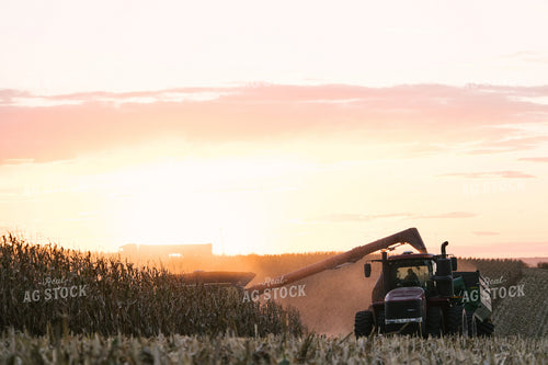 Nebraska Corn Harvest 70009