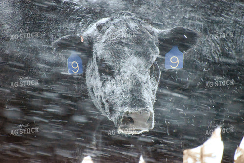 Angus Cattle on Cornstalks in Snow 56260