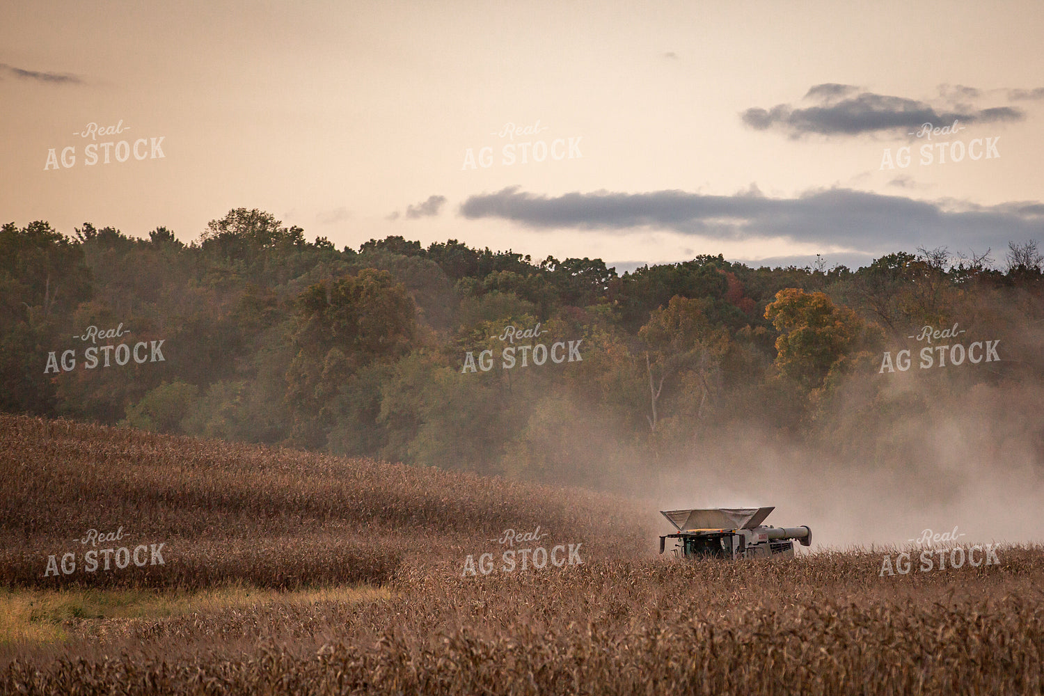 Corn Harvest 270625