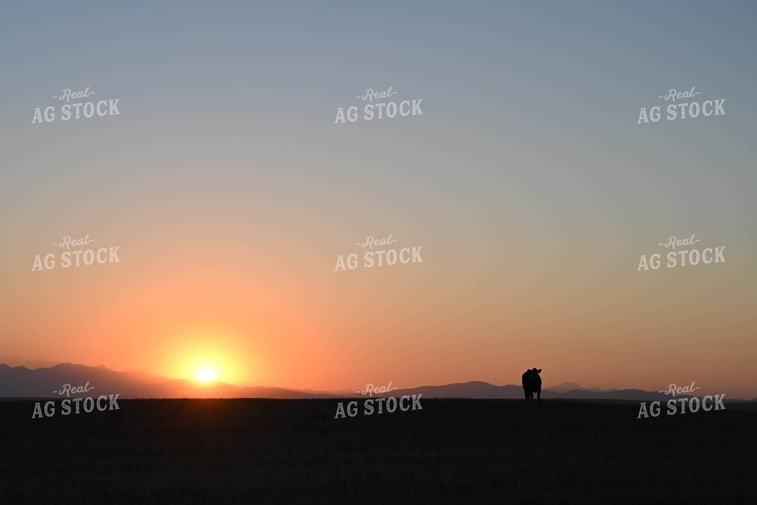 Cattle on Pasture at Sunset 253003