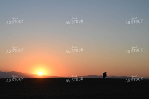Cattle on Pasture at Sunset 253003