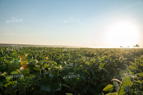 Foggy Sunrise over Soybean Field 25026