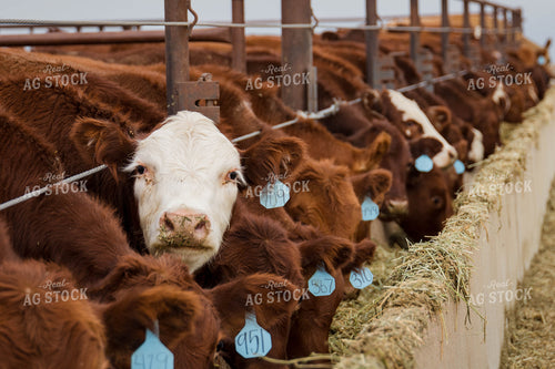 Cattle Eating Out of Trough 97065