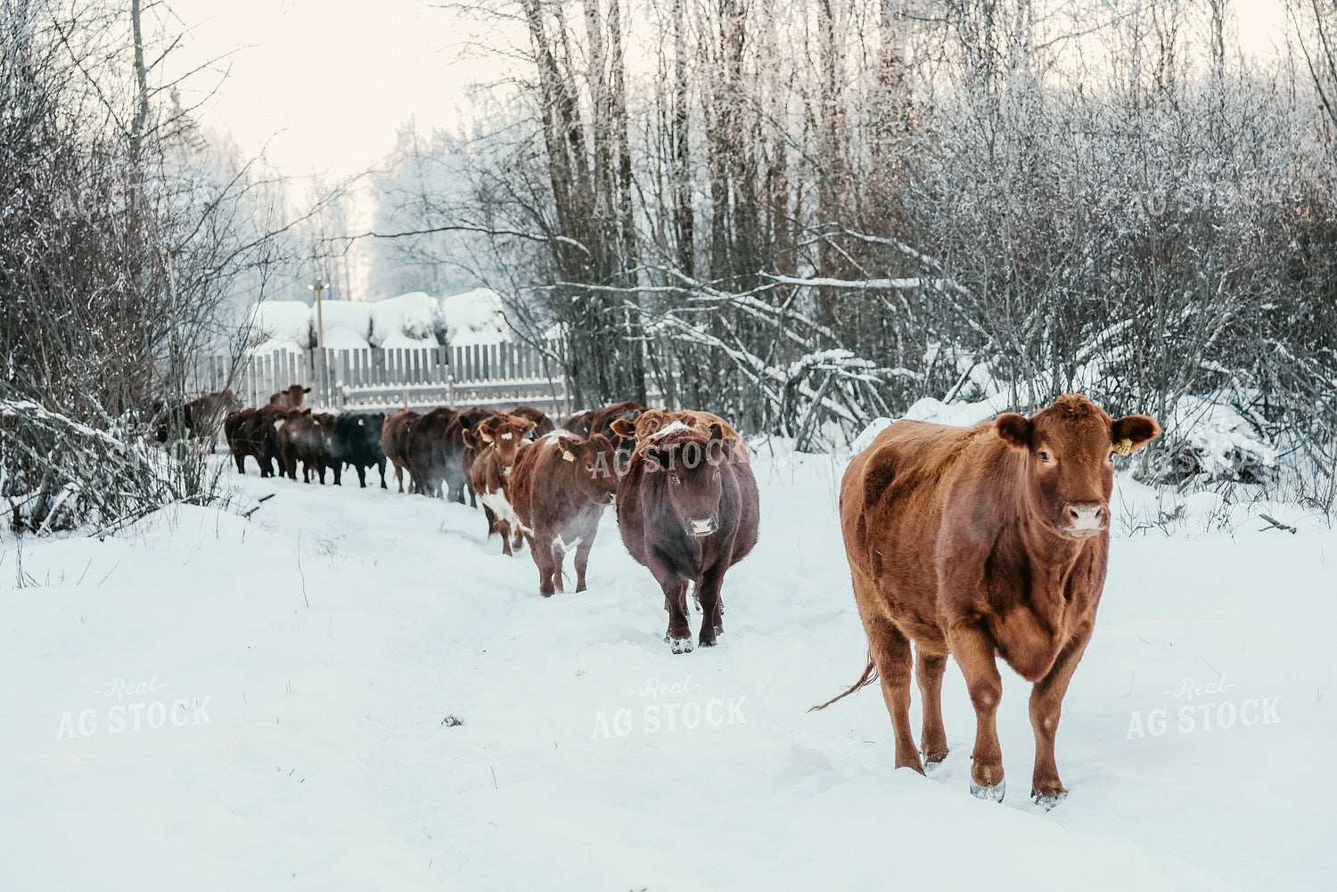 Cattle Walking in Snow 64299