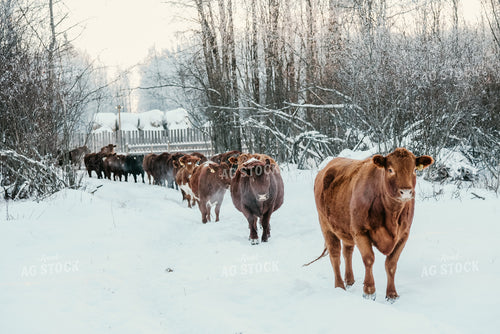 Cattle Walking in Snow 64299