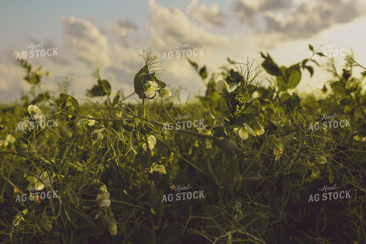 Pea Plants 187364
