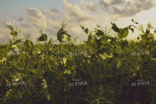 Pea Plants 187364