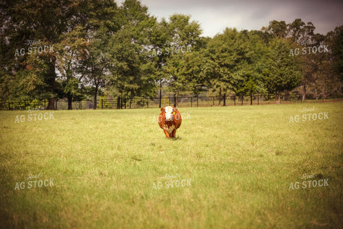 Hereford Cow in Pasture 81048