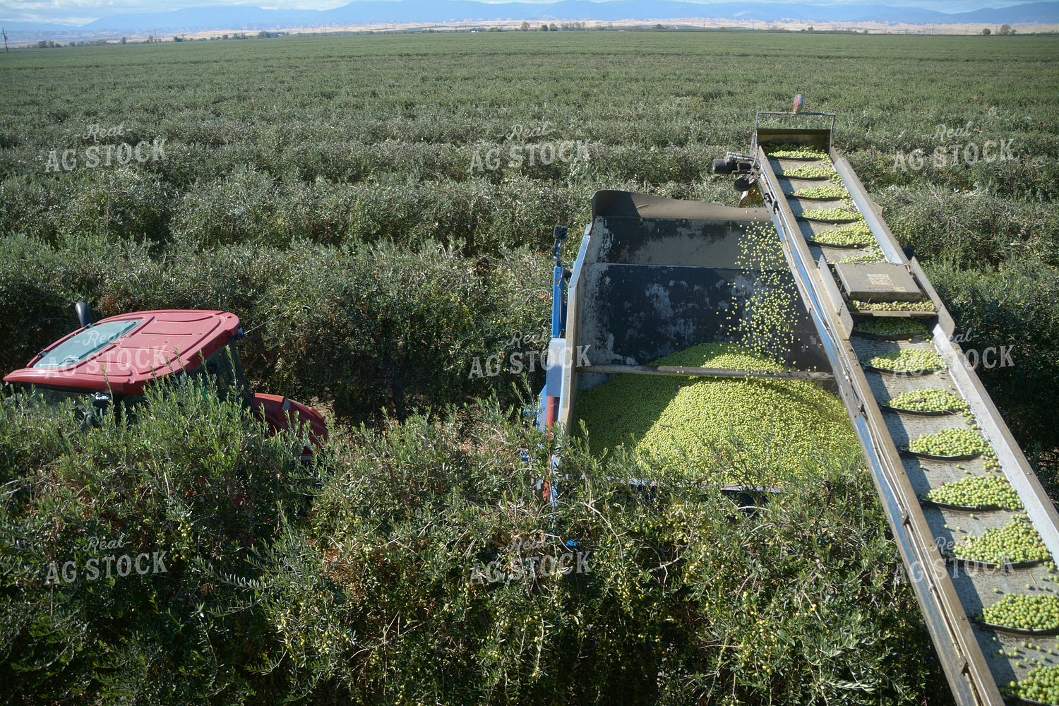 Olive Picking 105060