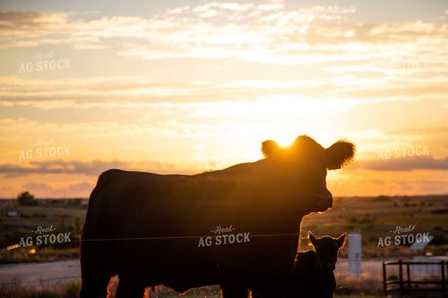 Cow Calf Pair Silhouette 208045
