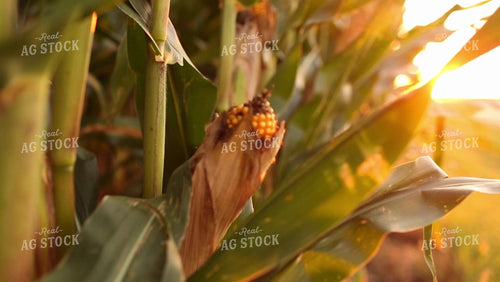 Corn Video - Panning Out from Ear 2349