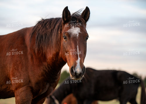 Horse 193060