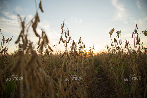 Dried Soybean Field 93111