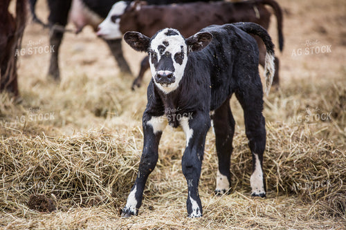 Calf 138144