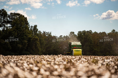 Cotton Harvest 136118