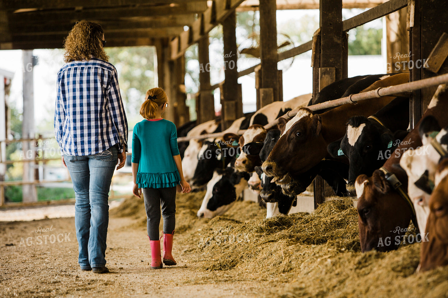 Dairy 2696