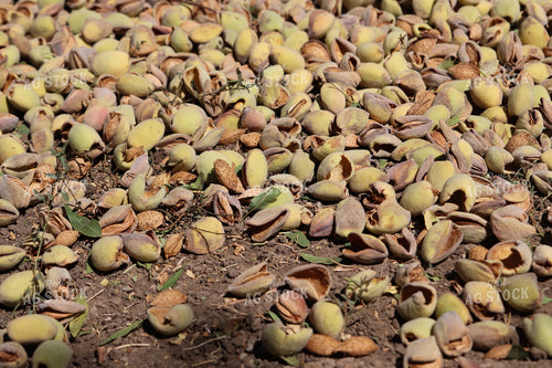 Harvesting Pecans 102147