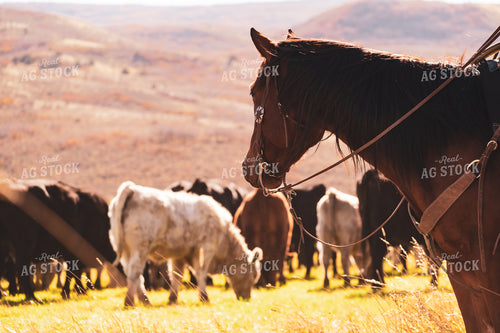 Rancher Herding Cattle on Horseback 163031