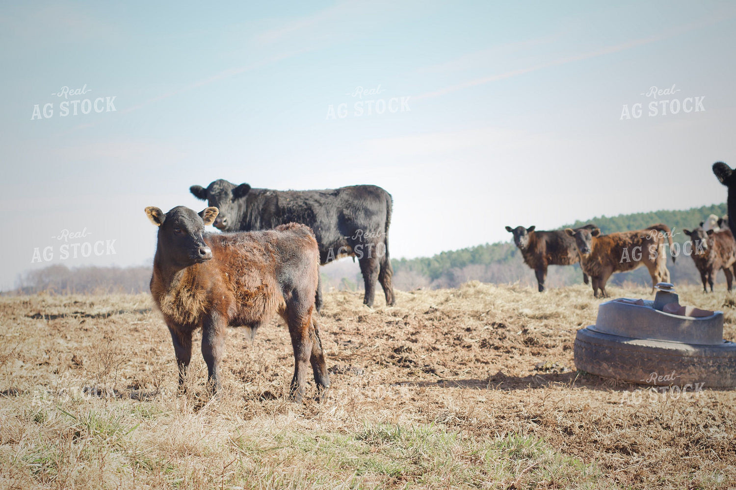 Cow Calf Pairs on Pasture 251124
