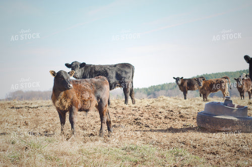 Cow Calf Pairs on Pasture 251124