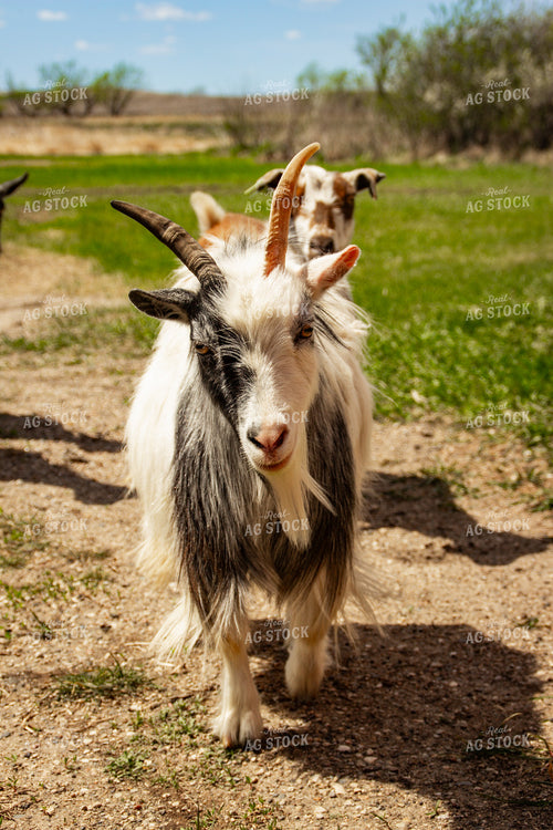 Nigerian Dwarf Goat 155181