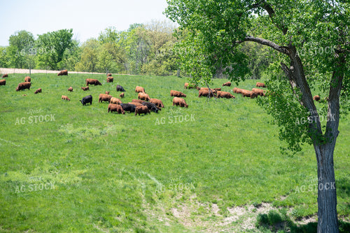Red Angus Cattle on Pasture 193061