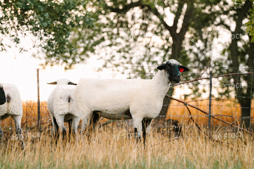 Sheep 68301
