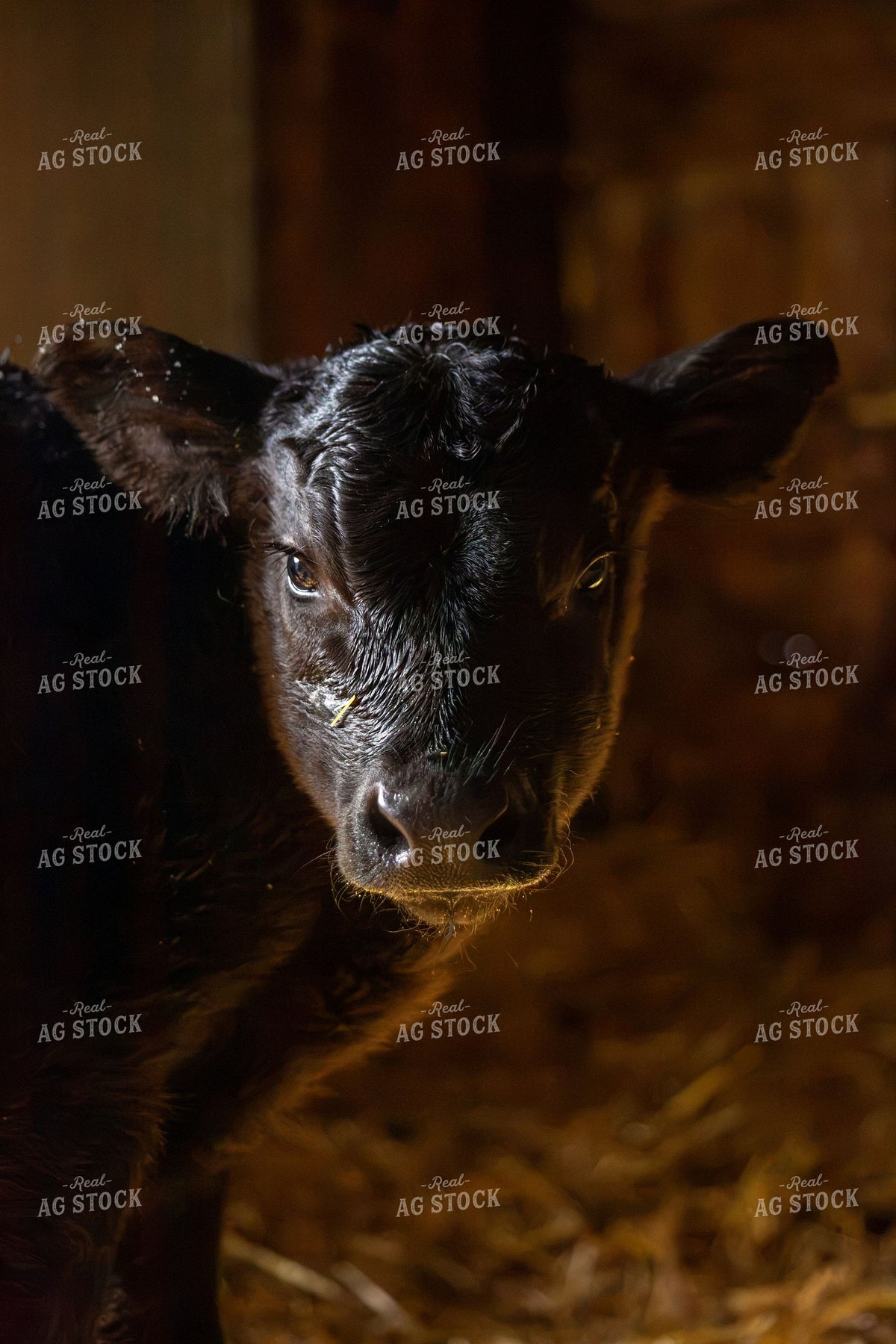 Newborn Black Angus Calf in Barn Straw 406072