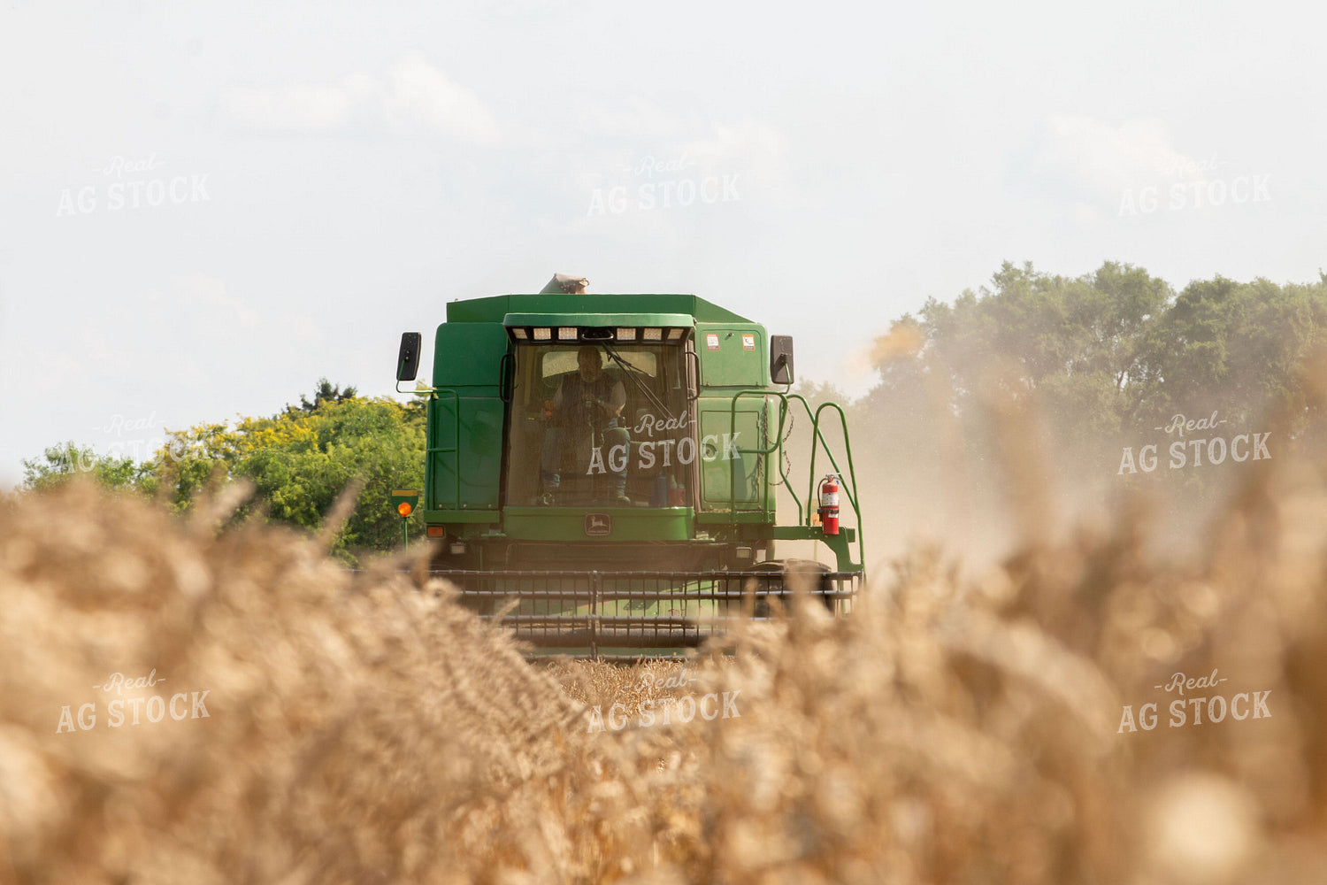 Wheat Harvest 157192
