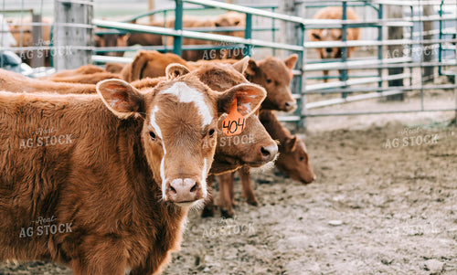 Calves in Pen 61009