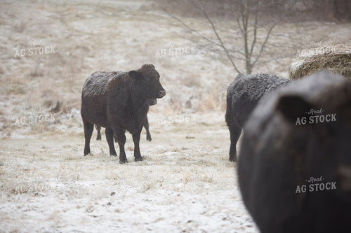Cattle 1677