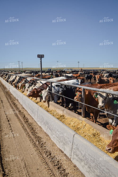 Diverse Cattle Eating From Feed Bunk in Feedlot Pen 56475