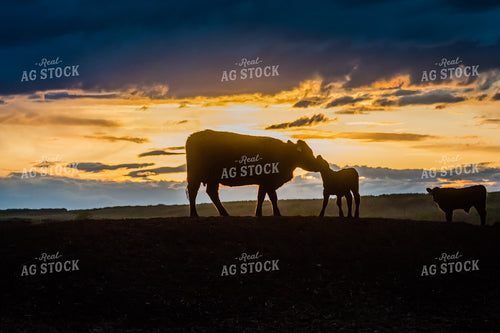 Cow & Calf in Pasture at Sunset 138002