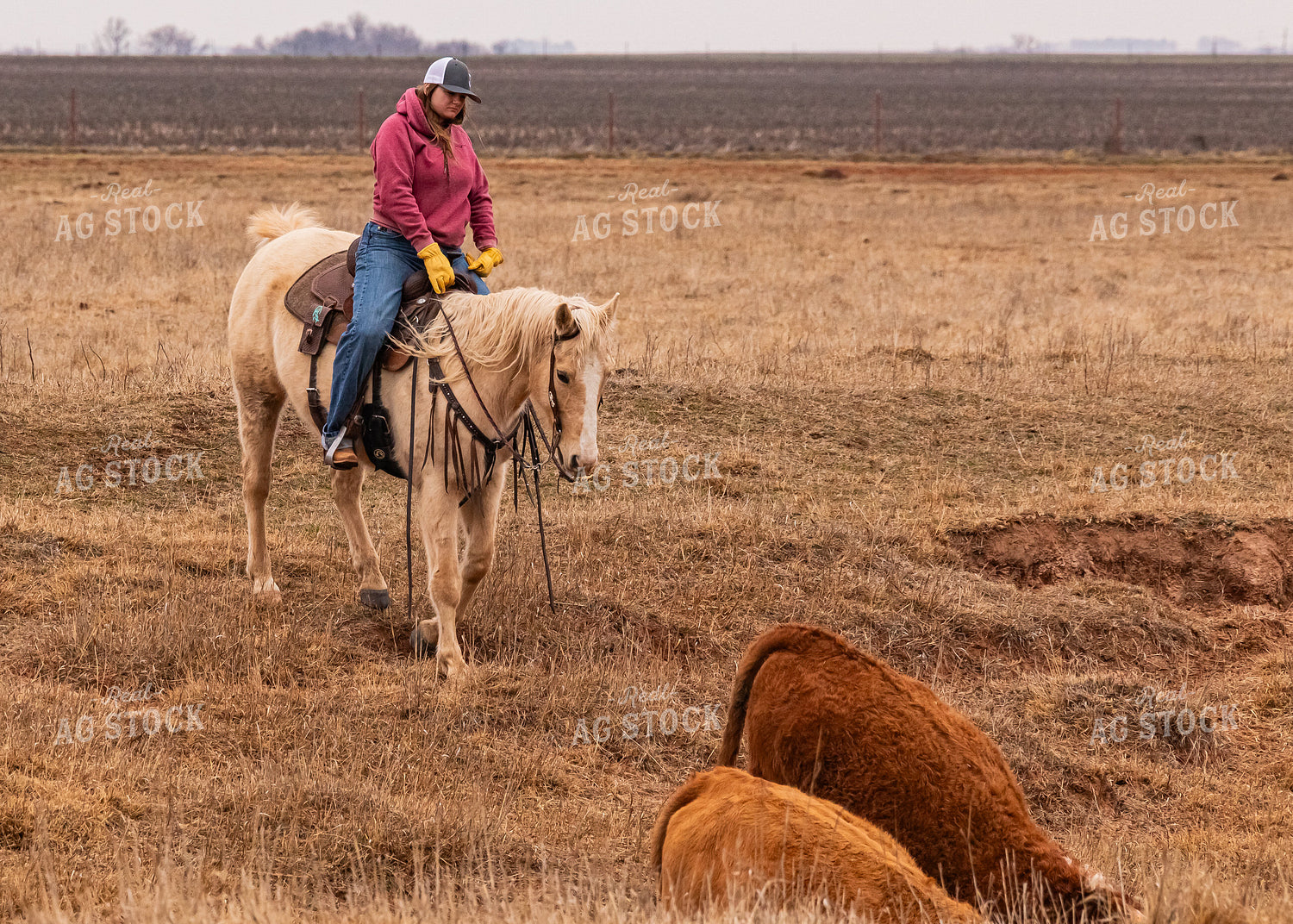 Rancher Herding Cattle on Horseback 231056