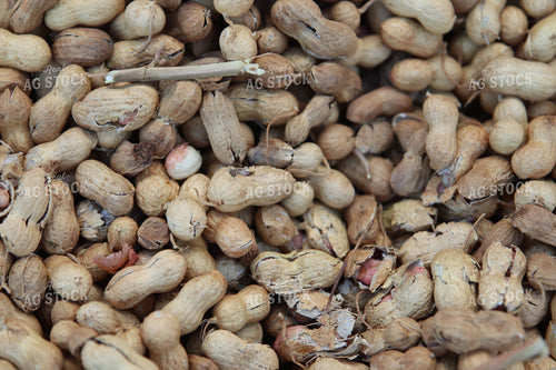Harvested Peanuts 102200