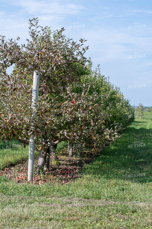 Apple Orchard 50428